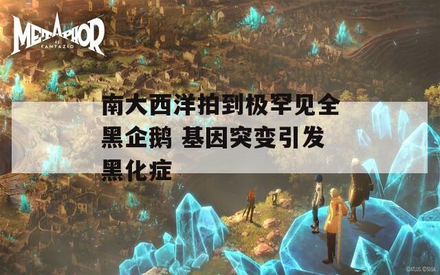 南大西洋拍到极罕见全黑企鹅 基因突变引发黑化症